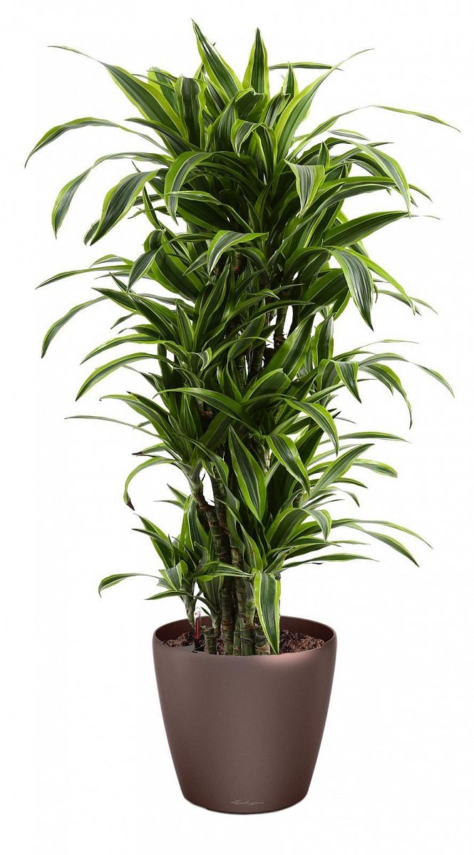 Dracaena Fragrans Lemon Lime in LECHUZA CLASSICO LS Self-watering Planter, Total Height 140 cm