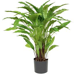 CALATHEA Artificial Flower Plant