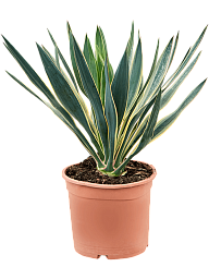 Photogenic Mound Lily Yucca gloriosa 'Variegata' Indoor House Plants