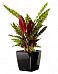 Calathea Lancifolia in LECHUZA QUADRO LS Self-watering Planter, Total Height 65 cm