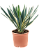 Photogenic Mound Lily Yucca gloriosa 'Variegata' Indoor House Plants