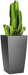 Euphorbia Ingens (Candelabra Tree) in LECHUZA CUBICO Self-watering Planter, Total Height 105 cm