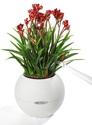 LECHUZA CUBE Color Square Poly Resin Indoor Self-watering Planter Set