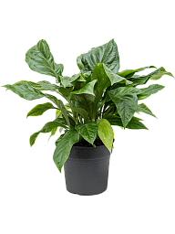 Lush Flamingo Flower Anthurium elipticum 'Jungle Bush' Indoor House Plants