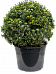 Cute Japanese Holly Ilex crenata 'Maxima'