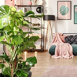 Monstera Deliciosa in LECHUZA QUADRO LS 43 Self-watering Planter, Total Height 150 cm