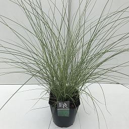 Miscanthus sinensis 'Morning Light'