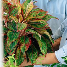 Aglaonema Crete in LECHUZA BALCONERA Color Self-watering Planter, Total Height 45 cm