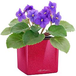 LECHUZA CUBE Glossy Kiss Square Poly Resin Indoor Self-watering Planter