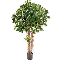 SCHEFFLERA ACTINOPHYLLA Artificial Tree Plant