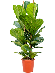 Lush Fiddle Leaf Fig Ficus lyrata Indoor House Plants