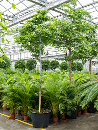 Lush Verawood Bulnesia arborea Tall Indoor House Plants Trees