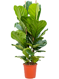 Lush Fiddle Leaf Fig Ficus lyrata Indoor House Plants
