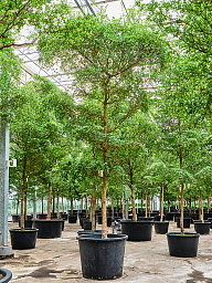 Tropical Black Olive Tree Bucida buceras 'Shady Lady' (800-900)