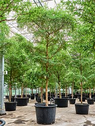 Tropical Black Olive Tree Bucida buceras 'Shady Lady' (800-900)