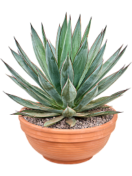 Agave 'Blue Glow'