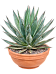 Agave 'Blue Glow'