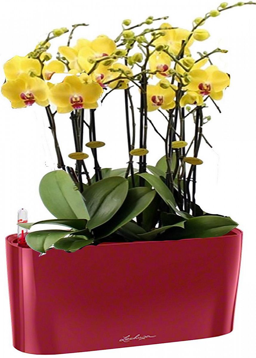 Blooming Yellow Orchids in LECHUZA DELTA Self-watering Planter, Total Height 70 cm