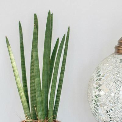 Sansevieria Cylindrica in LECHUZA CLASSICO Color Self-watering Planter, Total Height 55 cm