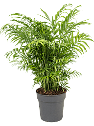 Shade-loving Parlour Palm Chamaedorea elegans Indoor House Plants