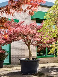 Acer pal. diss. 'Garnet'