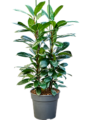 Lush African Fig Ficus cyathistipula Indoor House Plants