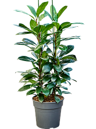 Lush African Fig Ficus cyathistipula Indoor House Plants