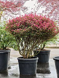 Azalea japonica 'Purple Splendor'