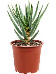 Easy-Care Quiver Tree Aloe dichotoma (100-120) Tall Indoor House Plants Trees
