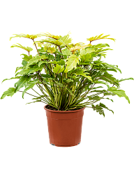 Lush Heart-Leaf Philodendron 'Xanadu Lemon' Indoor House Plants
