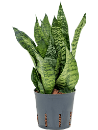 Cheerful Snake Plant Sansevieria zeylanica 'Compacta' Indoor House Plants