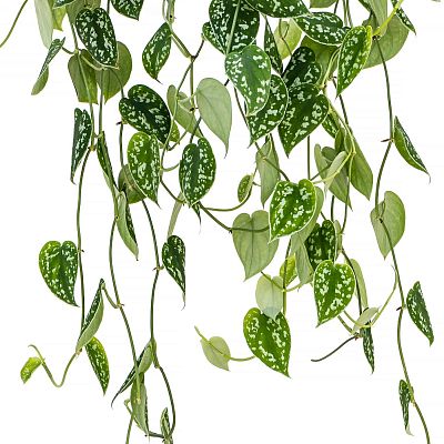 Shade-loving Satin Pothos Scindapsus pictus 'Argyraeus' Indoor House Plants