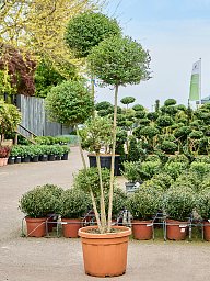 Ligustrum Jonandrum