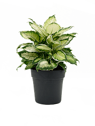 Lush Dumb Cane Dieffenbachia 'Cool Beauty' Indoor House Plants