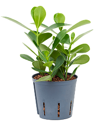 Lush Autograph Tree Clusia rosea 'Green Magic' Indoor House Plants