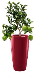 Citrofortunella Volcano Lemon in LECHUZA RONDO Self-watering Planter, Total Height 100 cm