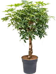 Easy-Care Umbrella Tree Schefflera arboricola 'Compacta' Tall Indoor House Plants Trees