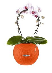 Blooming Phalaenopsis Orchid Pink Cascade in LECHUZA-PURO Self-watering Planter, Total Height 50 cm