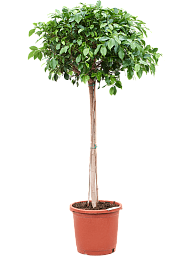 Lush Weeping Fig Ficus microcarpa ‘Nitida’ Tall Indoor House Plants Trees