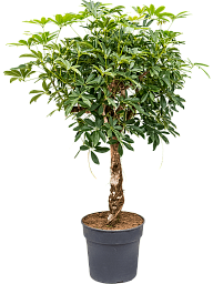 Easy-Care Umbrella Tree Schefflera arboricola 'Compacta' Tall Indoor House Plants Trees