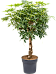 Easy-Care Umbrella Tree Schefflera arboricola 'Compacta' Tall Indoor House Plants Trees