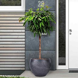 IDEALIST Lite Leaf Embossed Ball Planter