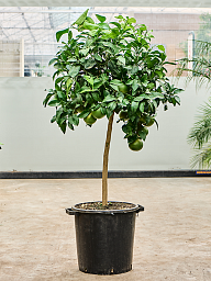 Cheerful Citrus pompelmo 'Grapefruit' Indoor House Plants