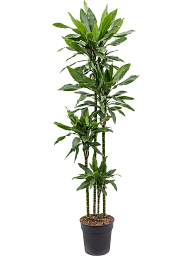 Easy-Care Corn Plant Dracaena fragrans 'Janet Lind' Tall Indoor House Plants Trees