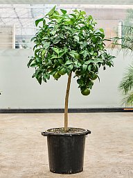 Cheerful Citrus pompelmo 'Grapefruit' Indoor House Plants