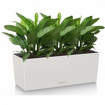 Potted House Plant Aglaonema Stripes in LECHUZA BALCONERA Color Light ...