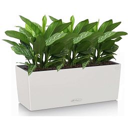 Aglaonema Stripes in LECHUZA BALCONERA Color Self-watering Planter, Total Height 45 cm