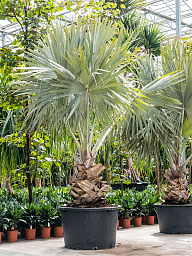 Lush Bismark Palm Bismarckia nobilis (300-400) Tall Indoor House Plants Trees