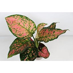 Shade-loving Chinese Evergreen Aglaonema Stripe Indoor House Plants