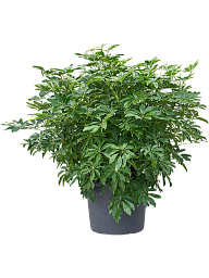Easy-Care Umbrella Tree Schefflera arboricola 'Compacta' Tall Indoor House Plants Trees